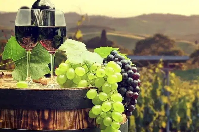 Wine and Vineyards
